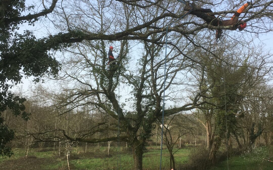 actu -Initiation au métier d’arboriste élagueur en Vendée