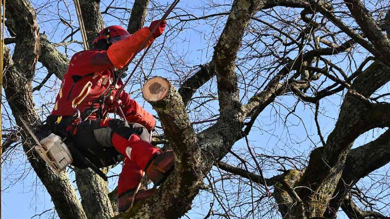 CFP-MFR-La-Ferriere-bloc-formation-cs-ae-2025-3 Travail en hauteur – élagueur ou arboriste dans un arbre, formation professionnelle arboriculture CFP-MFR La Ferrière.
